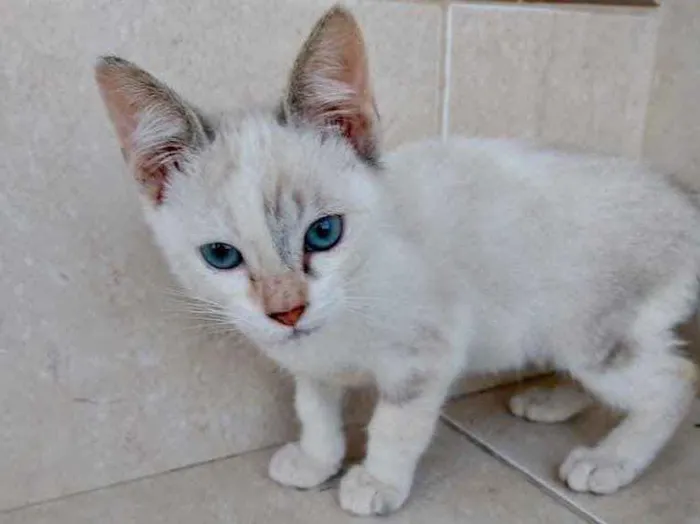 Gato ra a Srd idade Abaixo de 2 meses nome Frufru Linda bb