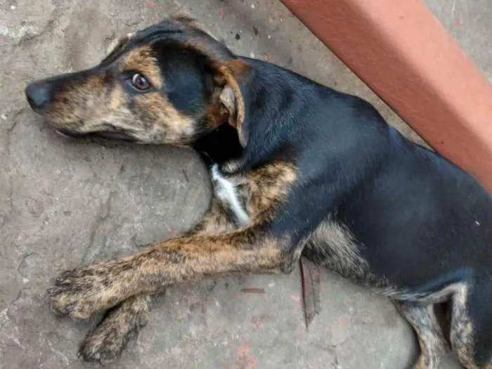 Cachorro raça srd idade  nome Keco