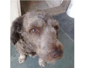 Cachorro raça Srd idade 3 anos nome Ruivo 