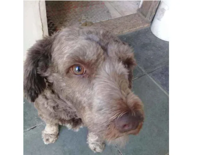 Cachorro ra a Srd idade 3 anos nome Ruivo 