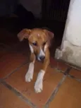 Cachorro raça SRD idade 1 ano nome Diamante
