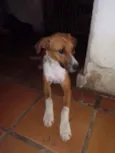 Cachorro raça SRD idade 1 ano nome Diamante