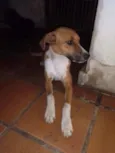 Cachorro raça SRD idade 1 ano nome Diamante