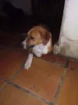 Cachorro raça SRD idade 1 ano nome Diamante