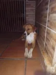 Cachorro raça SRD idade 1 ano nome Diamante