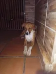 Cachorro raça SRD idade 1 ano nome Diamante