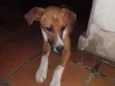 Cachorro raça SRD idade 1 ano nome Diamante