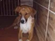 Cachorro raça SRD idade 1 ano nome Diamante