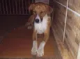 Cachorro raça SRD idade 1 ano nome Diamante