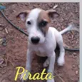 Pirata