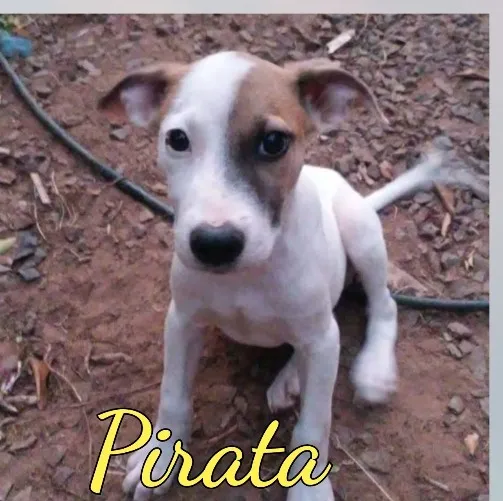 Cachorro ra a  idade 7 a 11 meses nome Pirata