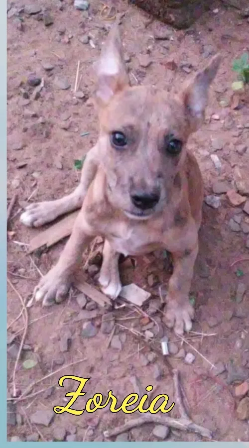 Cachorro ra a SRD-ViraLata idade 7 a 11 meses nome Zoreia