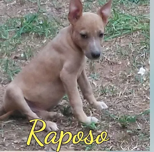 Cachorro ra a SRD-ViraLata idade 7 a 11 meses nome Raposo