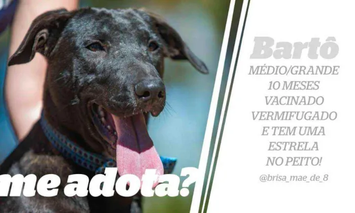 Cachorro ra a SRD idade 7 a 11 meses nome Bartô