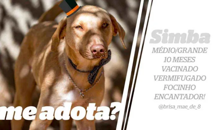 Cachorro ra a SRD idade 7 a 11 meses nome Simba