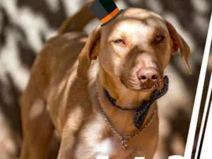 Cachorro raça SRD idade 7 a 11 meses nome Simba