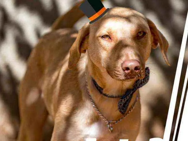 Cachorro ra a SRD idade 7 a 11 meses nome Simba