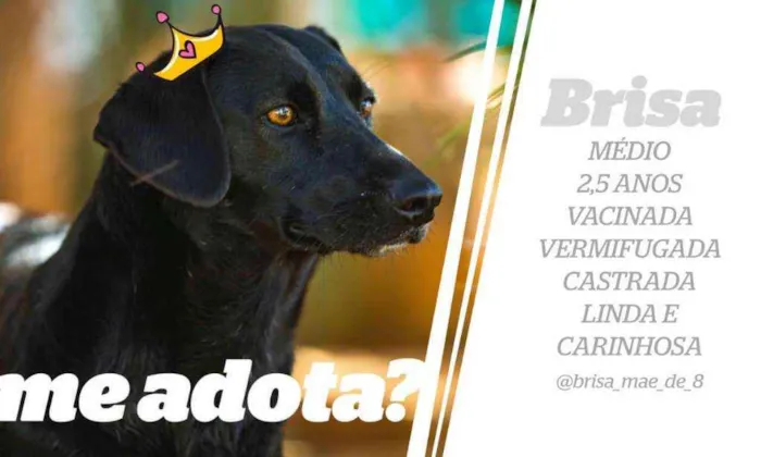 Cachorro ra a SRD idade 2 anos nome Brisa