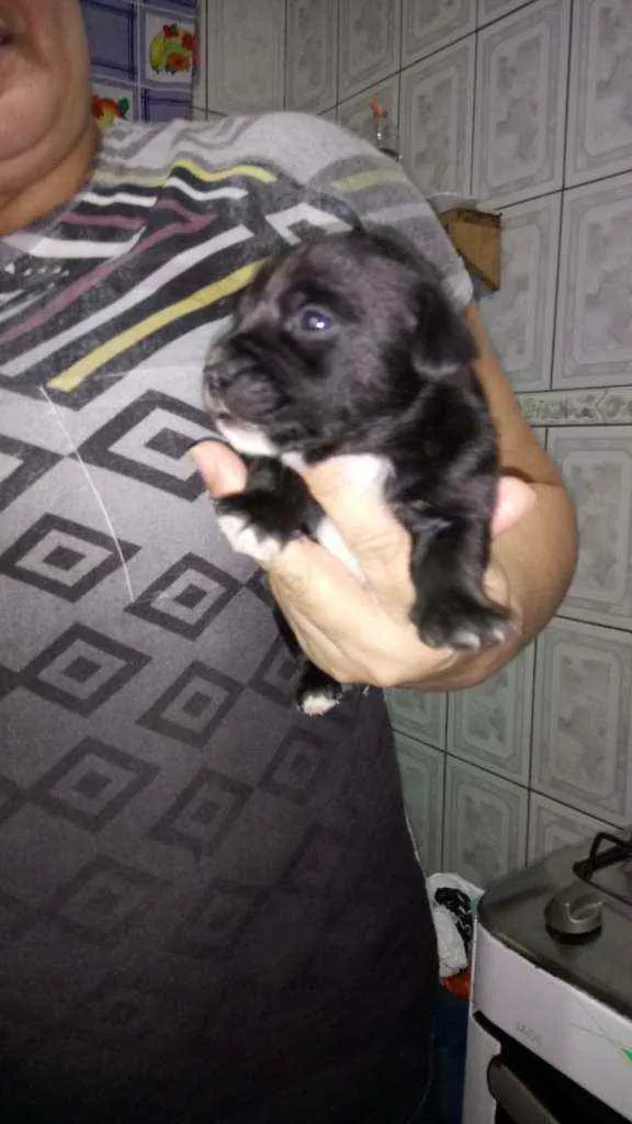 Cachorro ra a SRD idade Abaixo de 2 meses nome Rosinha