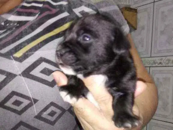 Cachorro ra a SRD idade Abaixo de 2 meses nome Rosinha
