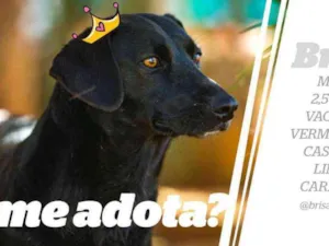 Cachorro raça SRD idade 2 anos nome Brisa