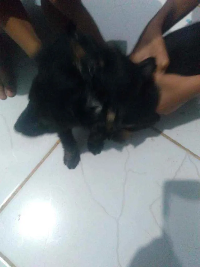 Cachorro ra a Vira lata idade 2 a 6 meses nome Luna