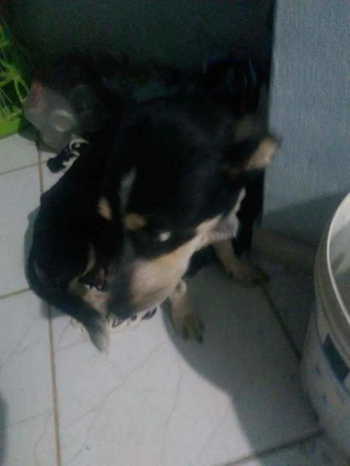 Cachorro ra a Vira lata idade 2 a 6 meses nome Luna