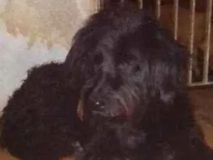 Cachorro raça SRD idade 2 anos nome Esmeralda
