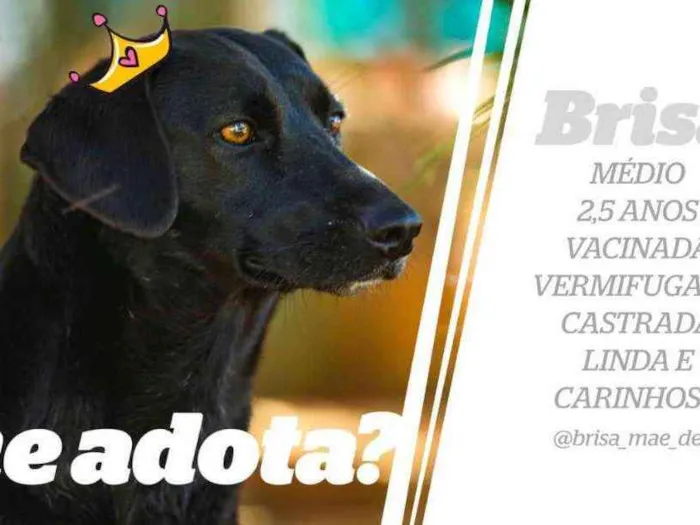 Cachorro ra a SRD idade 2 anos nome Brisa