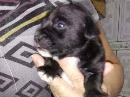 Cachorro ra a SRD idade Abaixo de 2 meses nome Rosinha