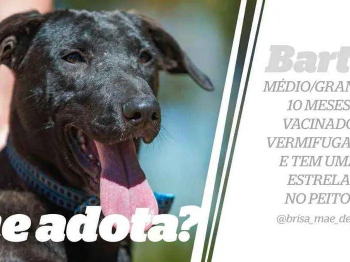 Cachorro ra a SRD idade 7 a 11 meses nome Bartô