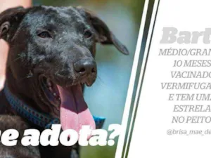 Cachorro raça SRD idade 7 a 11 meses nome Bartô