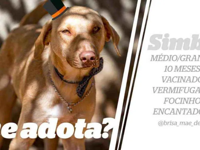 Cachorro ra a SRD idade 7 a 11 meses nome Simba
