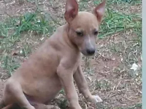 Cachorro raça SRD-ViraLata idade 7 a 11 meses nome Raposo