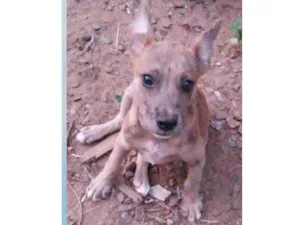 Cachorro raça SRD-ViraLata idade 7 a 11 meses nome Zoreia
