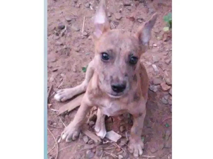 Cachorro ra a SRD-ViraLata idade 7 a 11 meses nome Zoreia