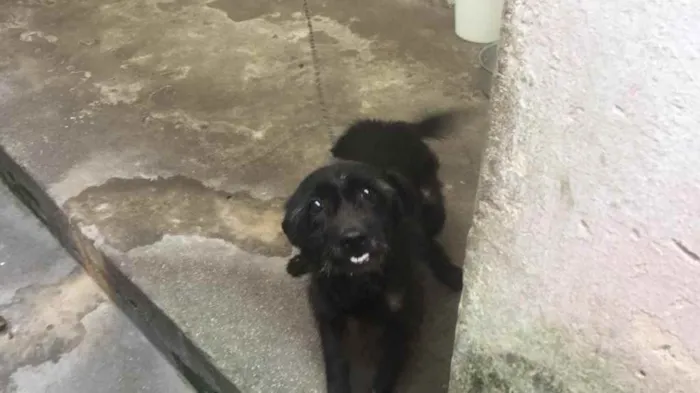 Cachorro ra a Sem raça definida  idade 6 ou mais anos nome Ayla