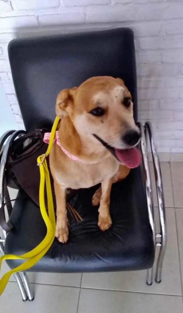 Cachorro ra a Mestiça  idade 7 a 11 meses nome Mel 