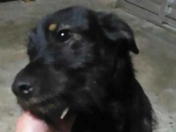 Cachorro ra a Não definida  idade 1 ano nome Spike
