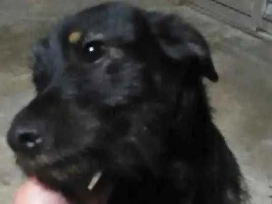 Cachorro ra a Não definida  idade 1 ano nome Spike