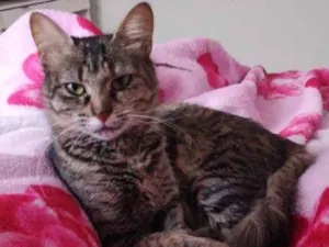 Gato raça Sem raça idade 1 ano nome Mary