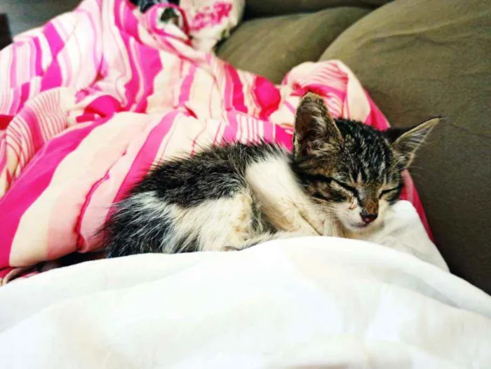 Gato ra a  idade 2 a 6 meses nome Sem nome ainda