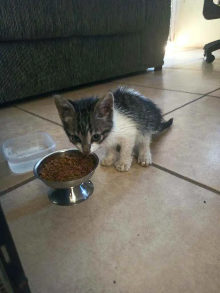 Gato ra a  idade 2 a 6 meses nome Sem nome ainda