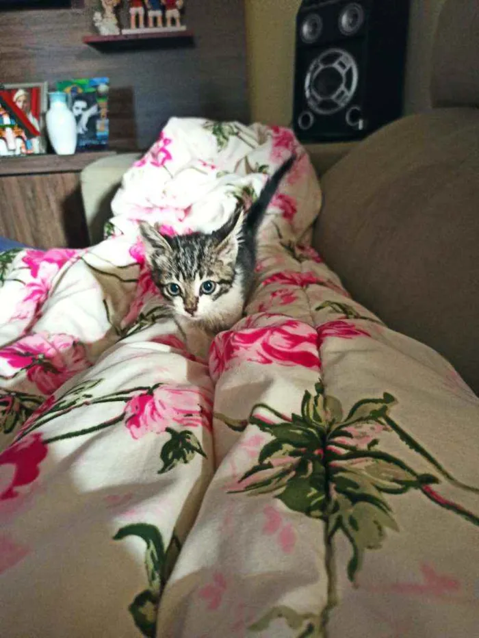 Gato ra a  idade 2 a 6 meses nome Sem nome ainda