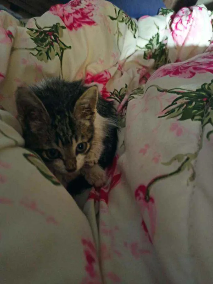 Gato ra a  idade 2 a 6 meses nome Sem nome ainda