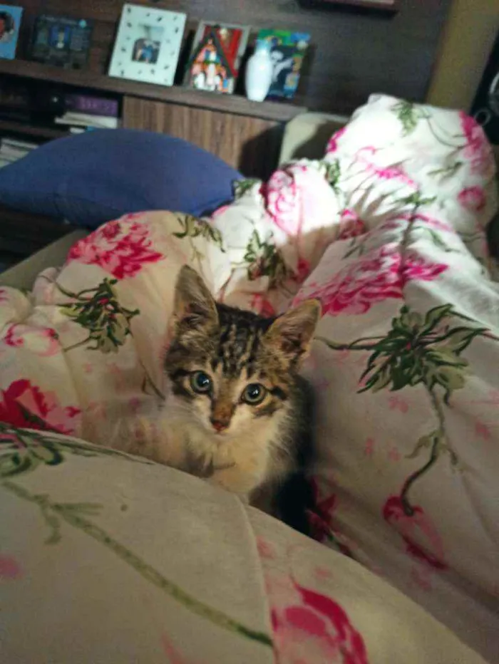 Gato ra a  idade 2 a 6 meses nome Sem nome ainda
