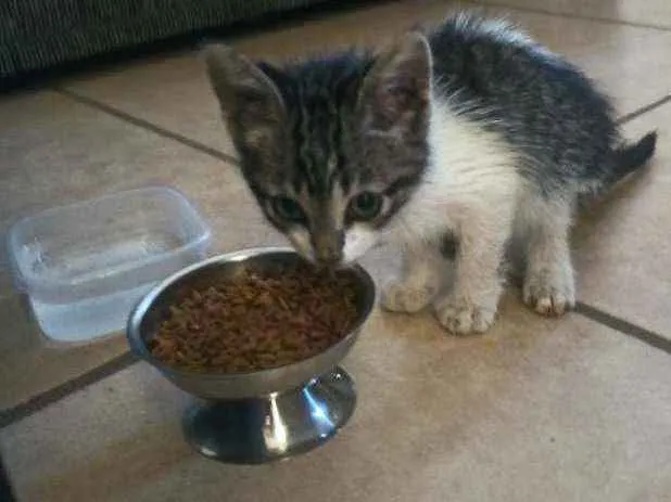 Gato ra a  idade 2 a 6 meses nome Sem nome ainda