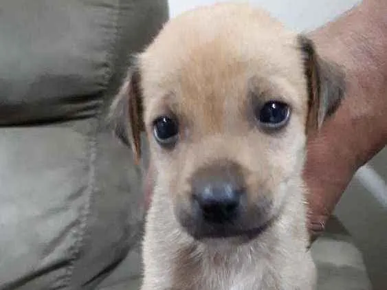 Cachorro ra a Vira lata idade 2 a 6 meses nome Sem nome