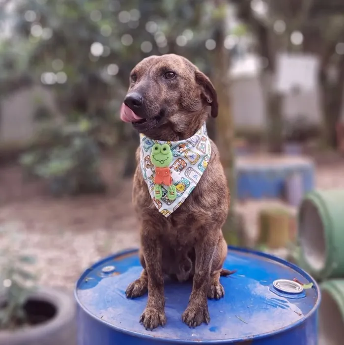 Cachorro ra a SRD-ViraLata idade 1 ano nome Alf