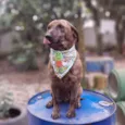 Alf